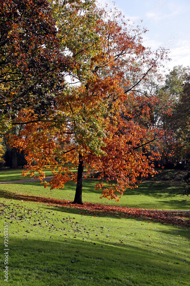 Naklejka premium herbstbaum