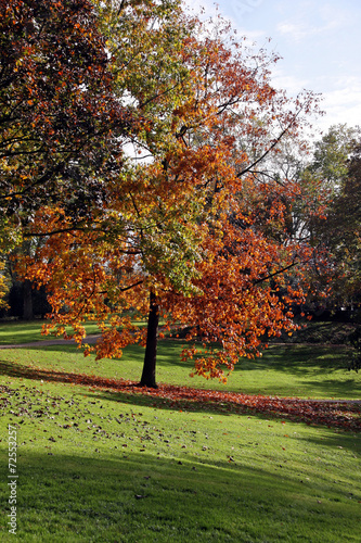 herbstbaum