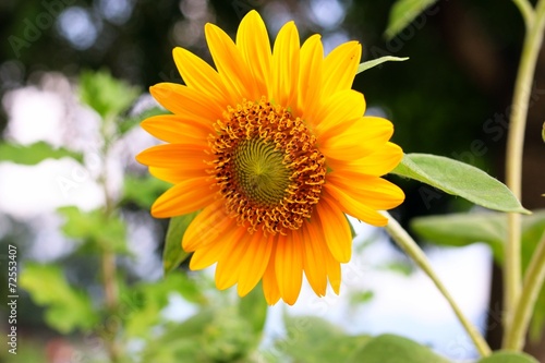 sunflower