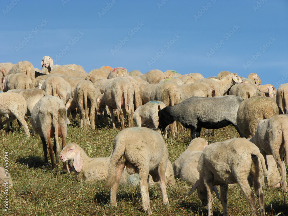 flock of sheep and goats grazing in mountain meadow flock of sheep and goats grazing in mountain meadow
