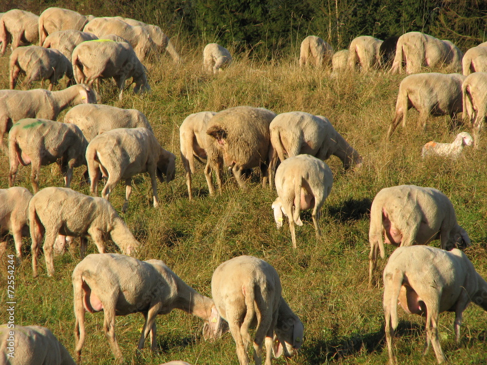 giant flock of sheep and goats grazing in the mountains giant flock of sheep and goats grazing in the mountains