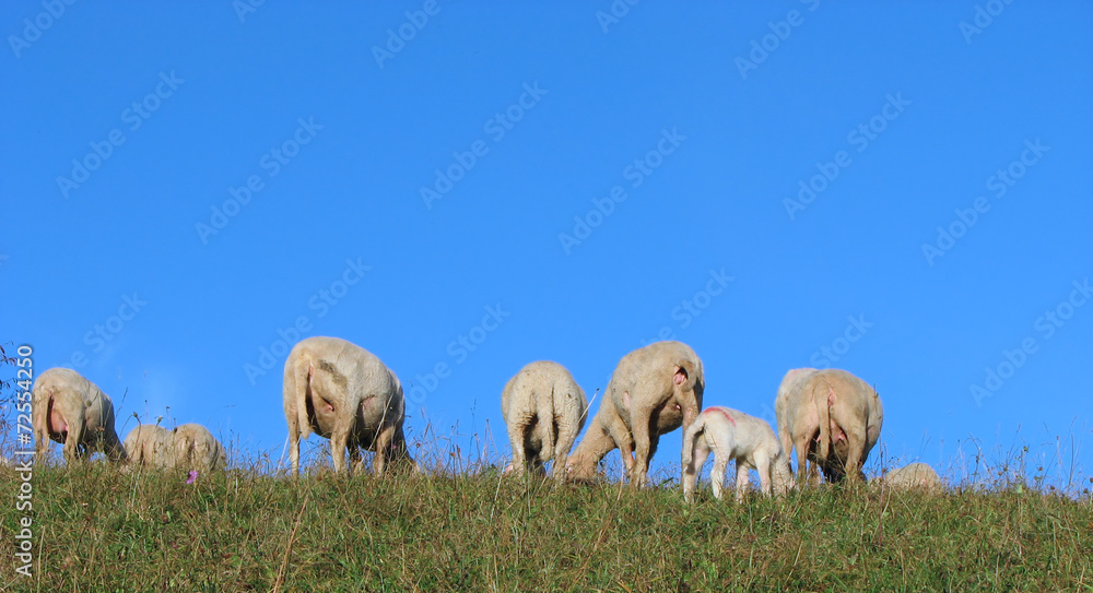 Fototapeta premium flock of sheep and goats grazing in the mountains