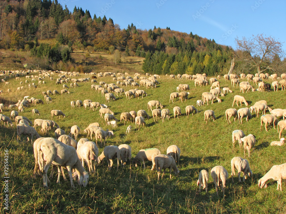 Obraz premium huge flock of sheep and goats grazing in the mountains