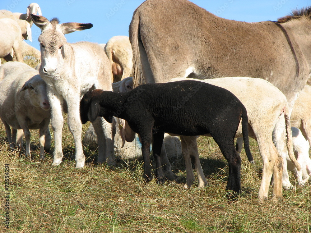 Obraz premium black sheep in the midst of the flock with many other white she