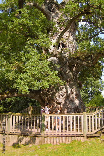 Le chêne à Guillotin - quercia millenaria
