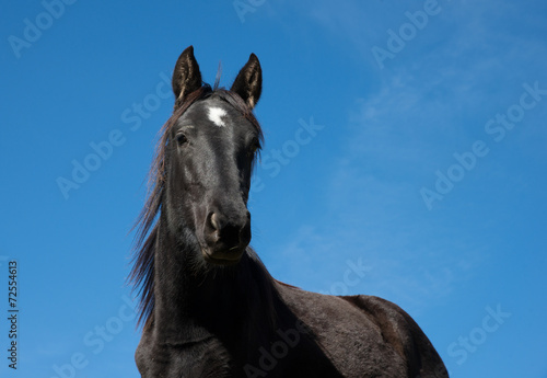 black horse on a blue sky