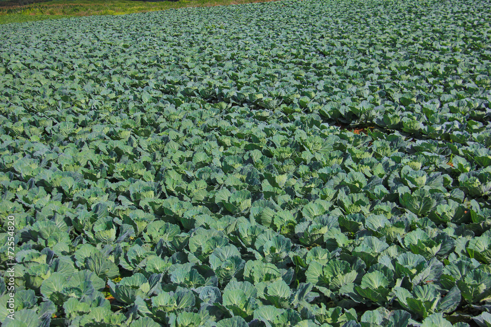 Fototapeta premium Cabbage field