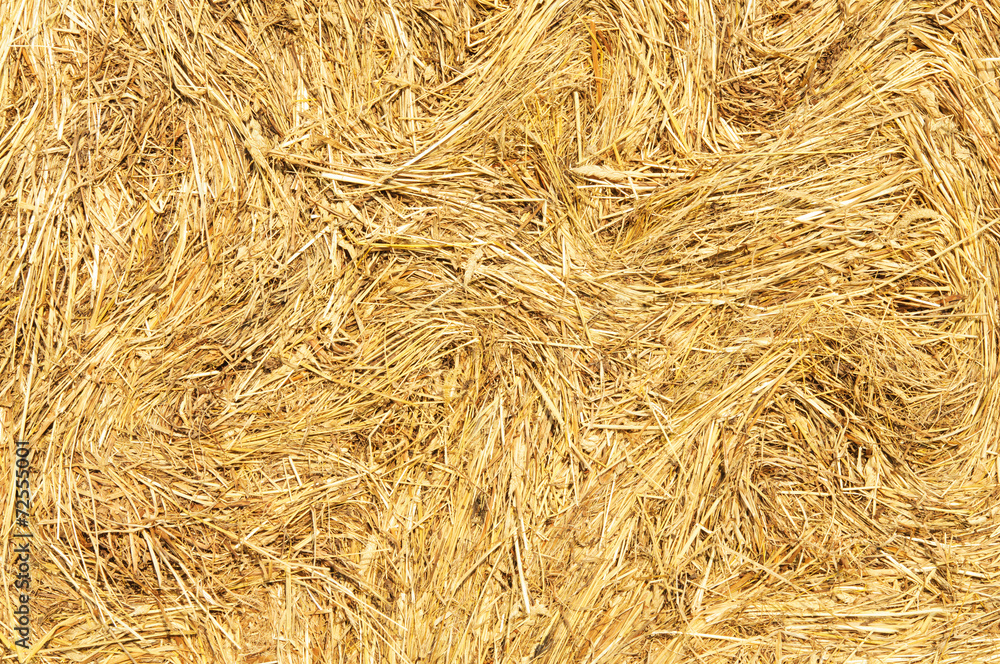 Hay dry grass seamless background Hay dry grass seamless background
