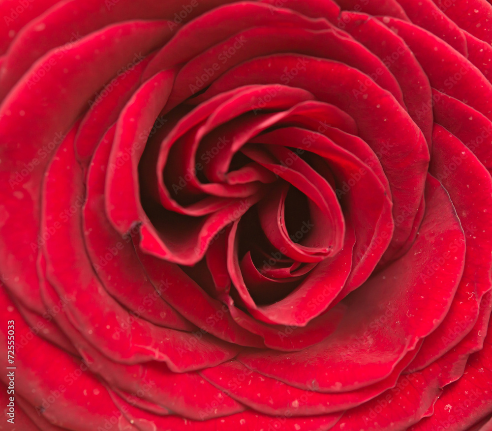 red rose red rose