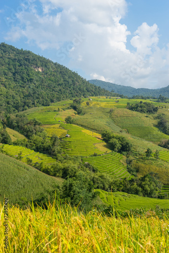 Rice terrace field, Chiang Mai © skazzjy