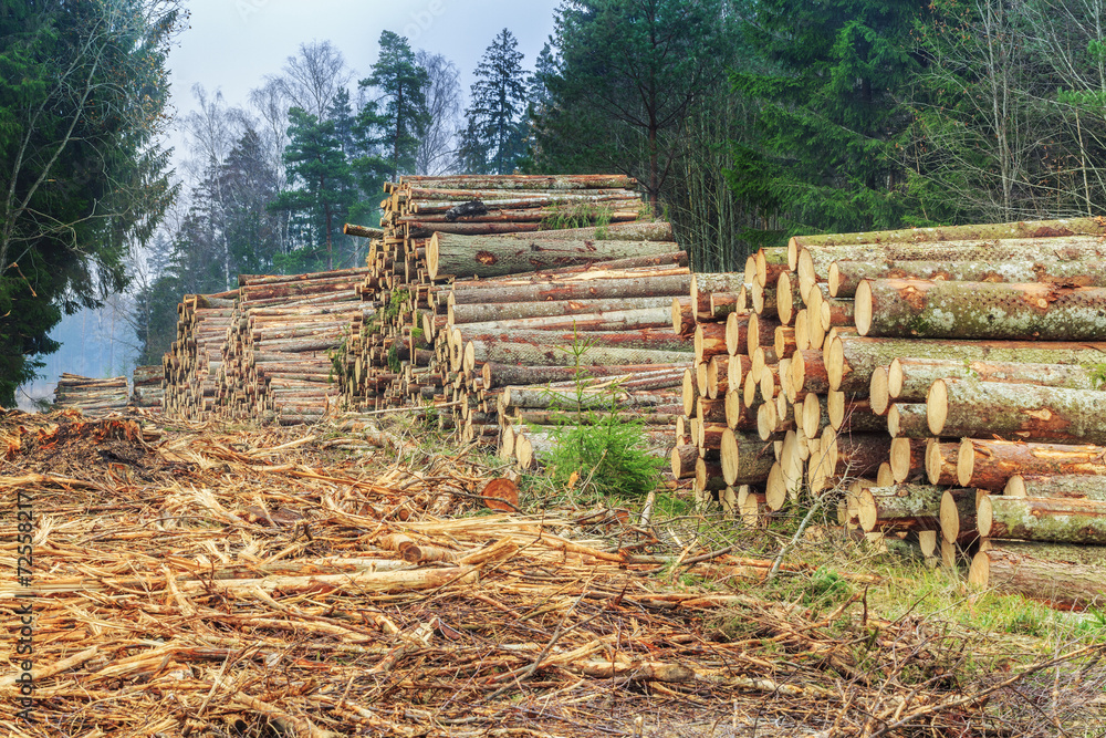 Piles of logs in the forest