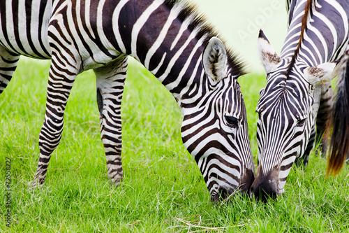 Fototapeta Naklejka Na Ścianę i Meble -  Couple zebras