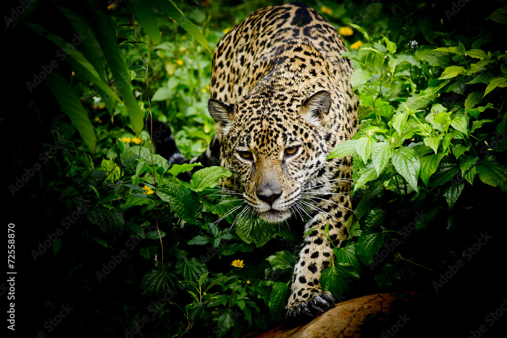 Fototapeta premium ścieśniać Portret Jaguara