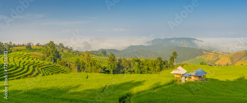 Panoramic view of rice terrace in the morning