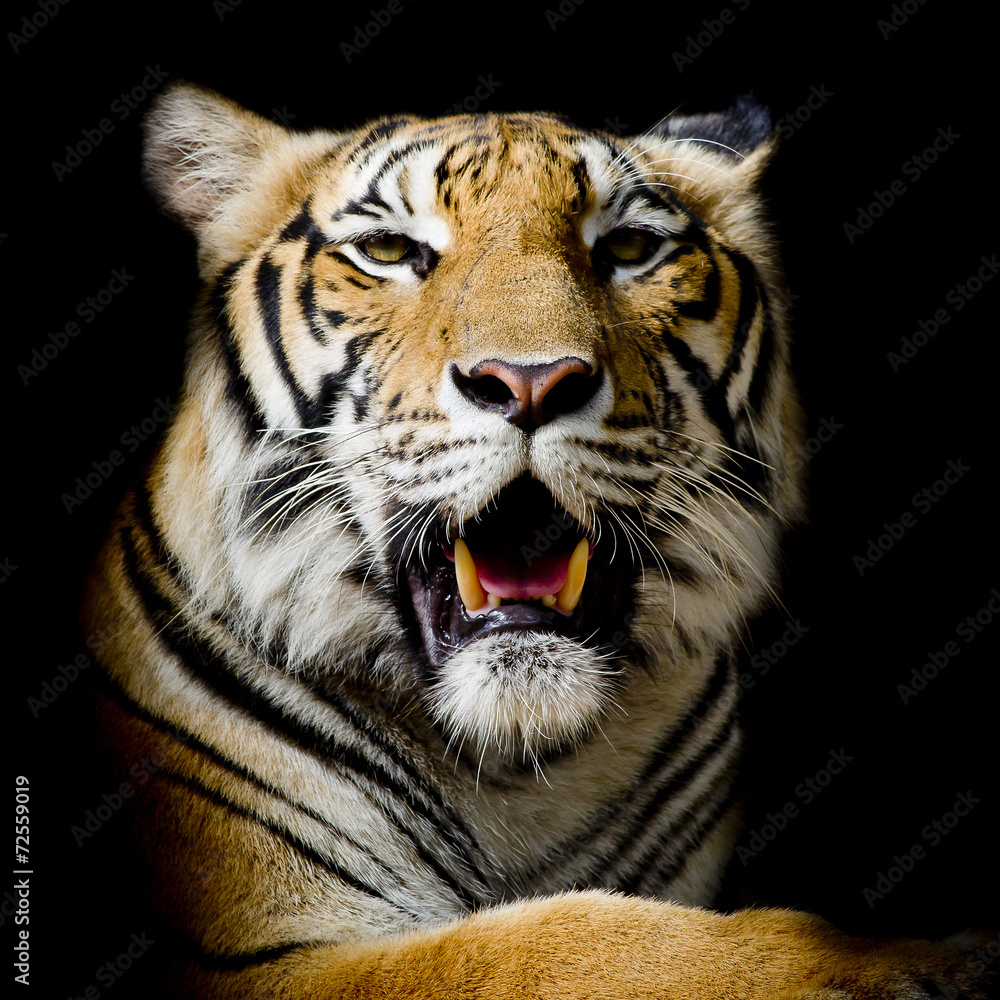 Fototapeta premium Tiger, portrait of a bengal tiger.