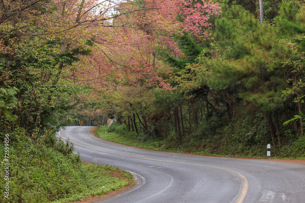 Fototapeta premium roadside nature