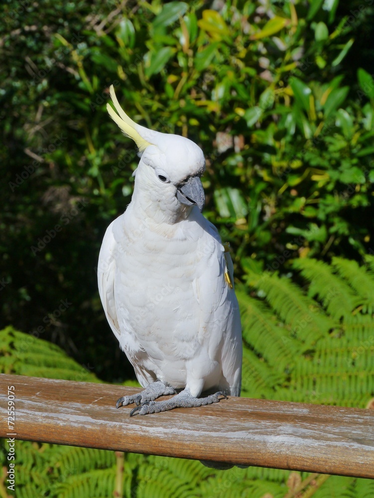 The Sulphur-crested Cockatoo with a yellow crest The Sulphur-crested Cockatoo with a yellow crest