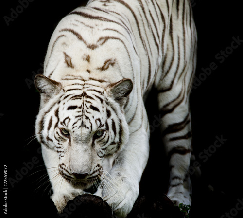 Fototapeta Naklejka Na Ścianę i Meble -  WhiteTiger, portrait of a bengal tiger.