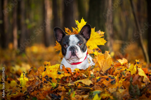 Portrait of french bulldog lying in leaves