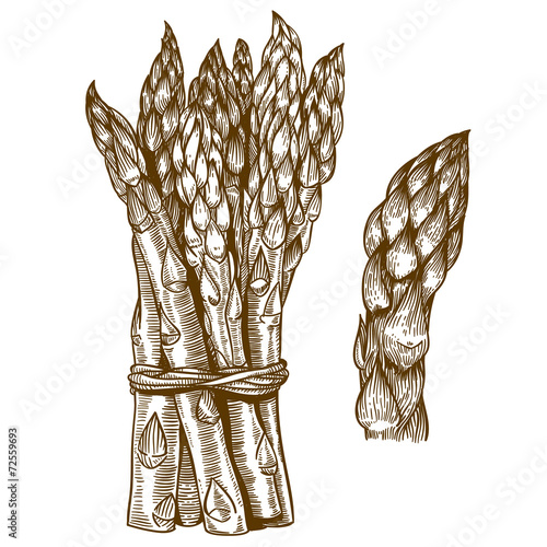 engraving illustration of asparagus on white background