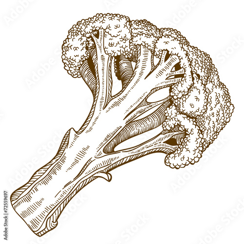 engraving illustration of broccoli slice on white background