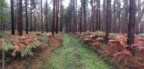 Canvastavla pine forest woodland path