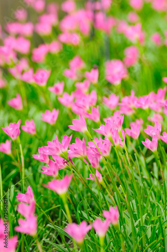 Pink Rain Lily or rose pink zephyr lily  Zephyranthes carinata.