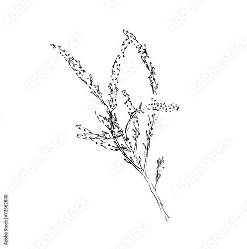 branch of plant, sketch vector