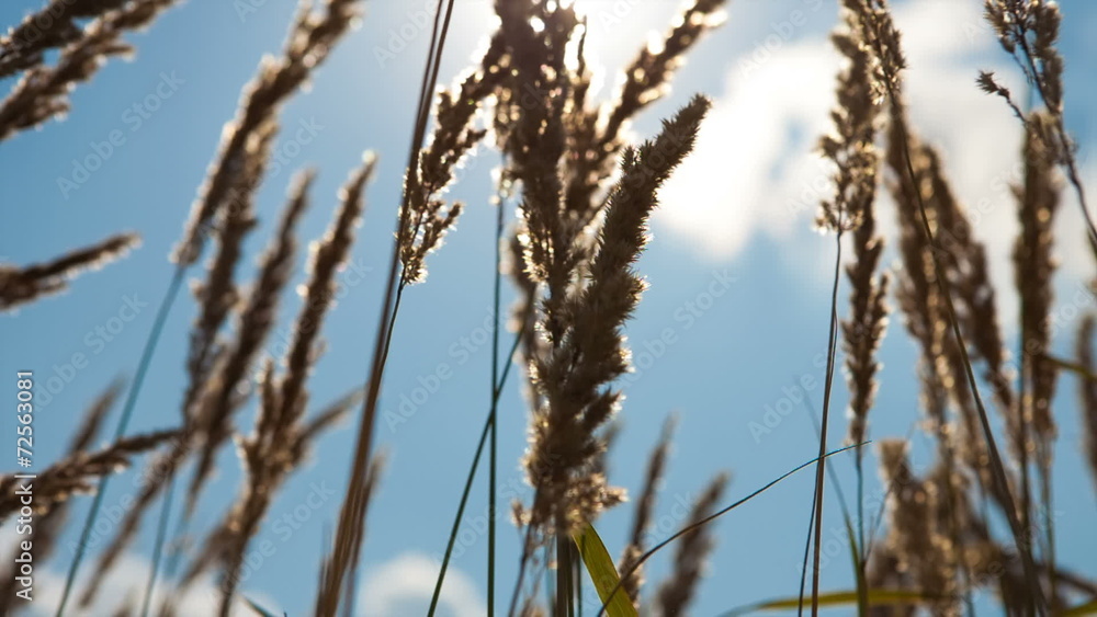 Field of grass during sunset Field of grass during sunset