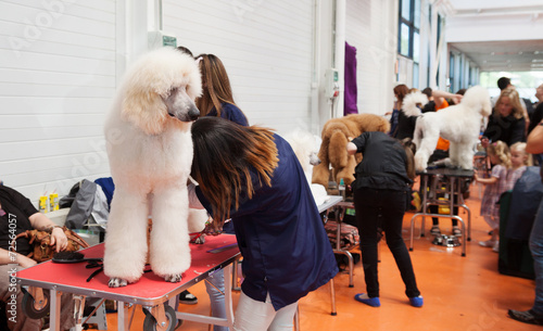  Poodle and their owners at  exhibition photo