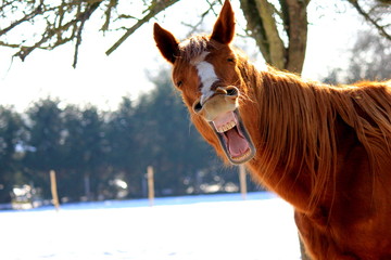 Funny horse