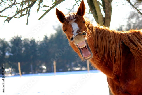 Funny horse Fototapet