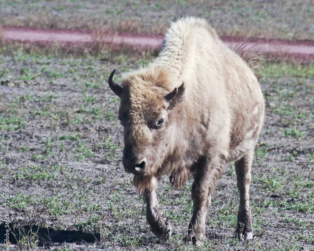 A Portrait of a White Buffalo, Bison bison A Portrait of a White Buffalo, Bison bison
