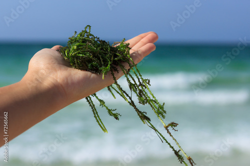 fresh seaweed