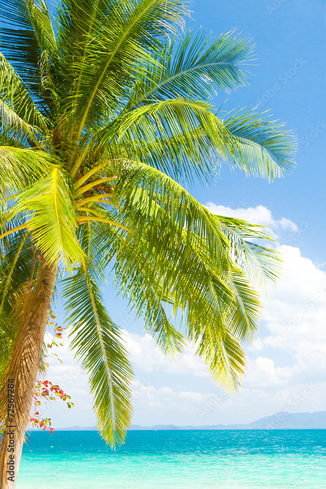 Palm View Coconut Coast