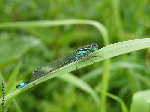 Blue-tailed Damselfly