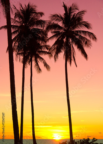 Palm Paradise Bay View