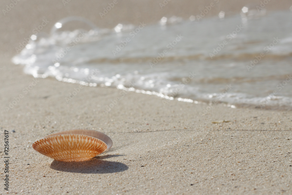 seashell on a white sand