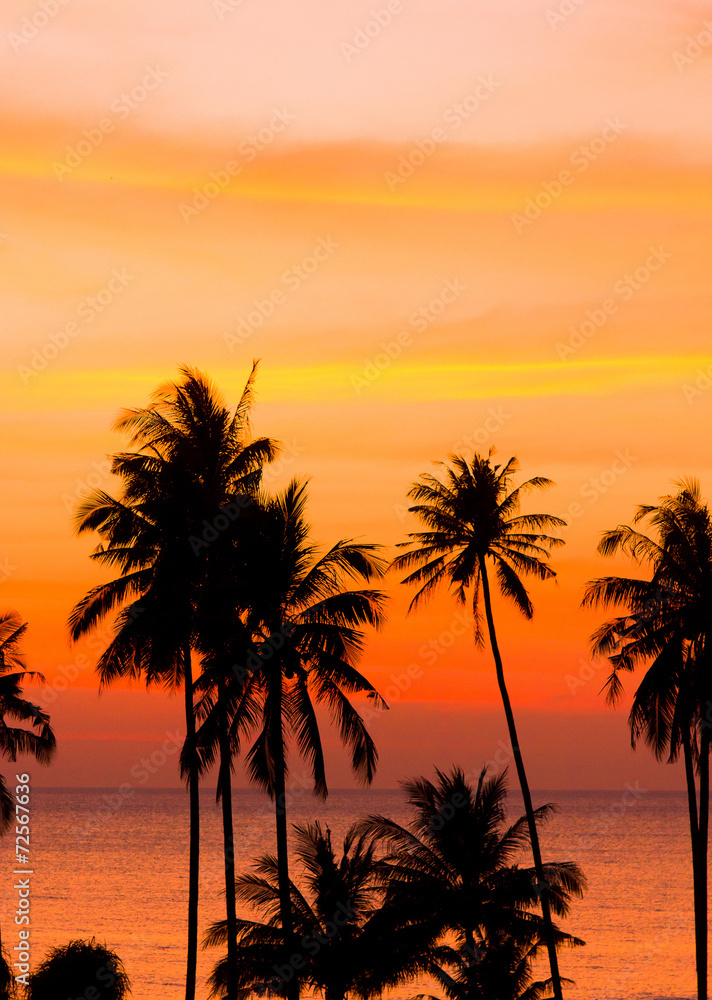 Tree Silhouettes Coconut Horizon