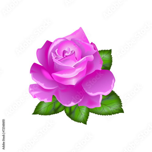 Rosa
