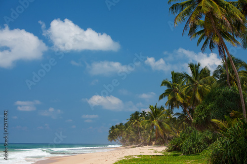 Palm trees at the tropical coast in Sri Lanka