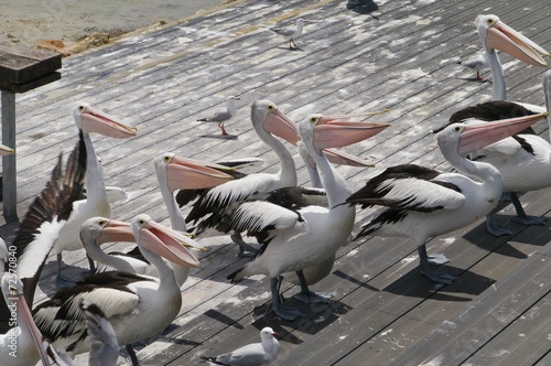 Australian Pelicans on kangaroo island in Australia