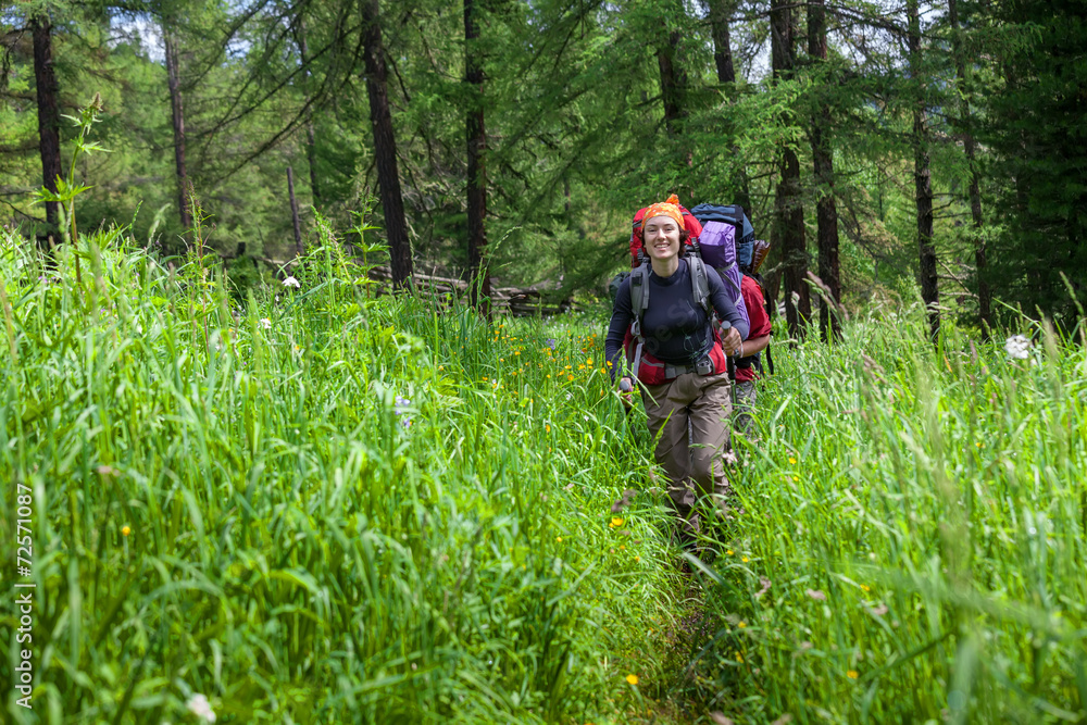 Backpackers are walking in high green grass in forest  of Altai