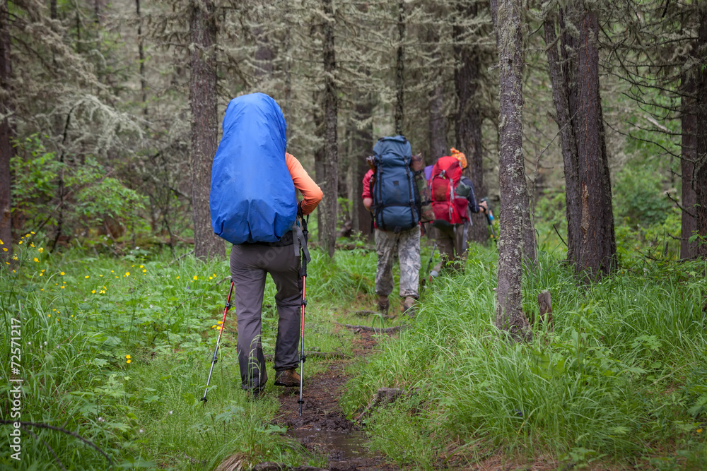 Obraz premium Backpackers are walking in forest of Altai mountains in Siberia