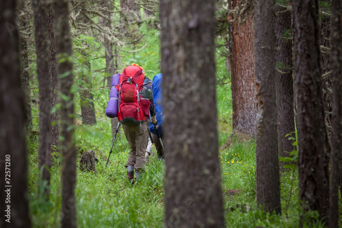 Backpackers are walking in forest of Altai mountains in Siberia