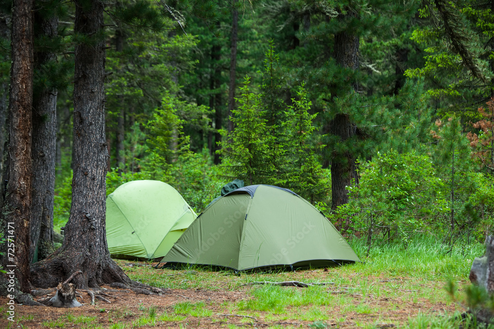 Greent tourist tents in forest at campsite