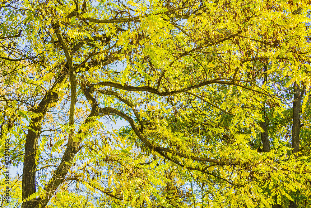 Branches of the locust with autumn foliage Branches of the locust with autumn foliage