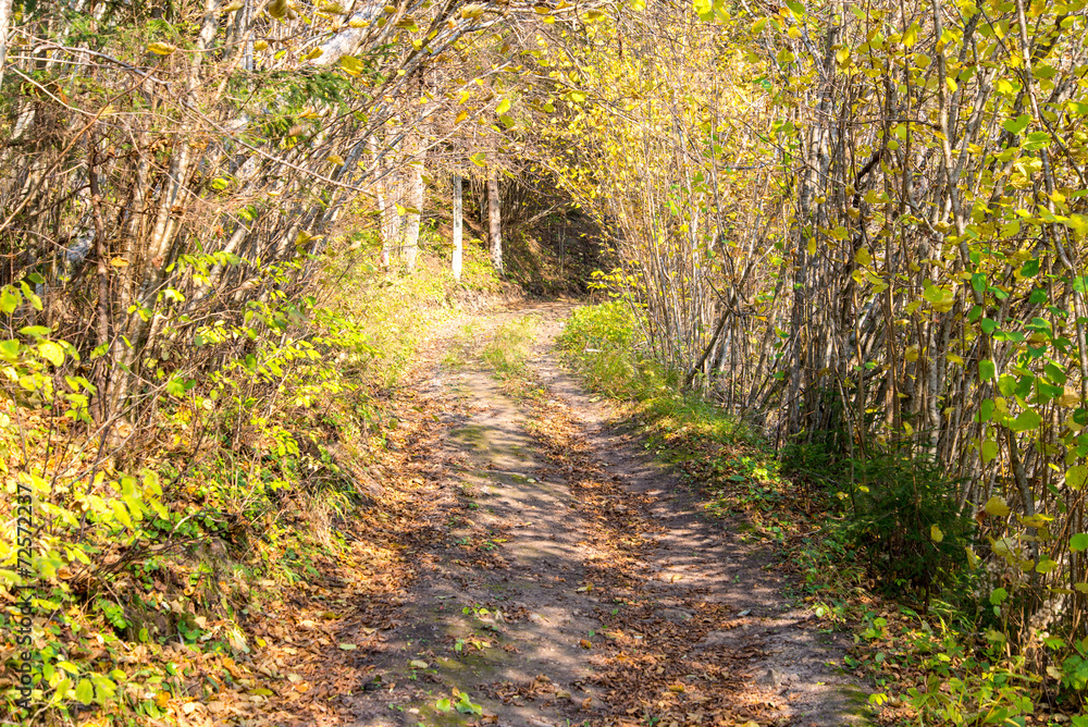 autumn colored tourism trail in the woods autumn colored tourism trail in the woods
