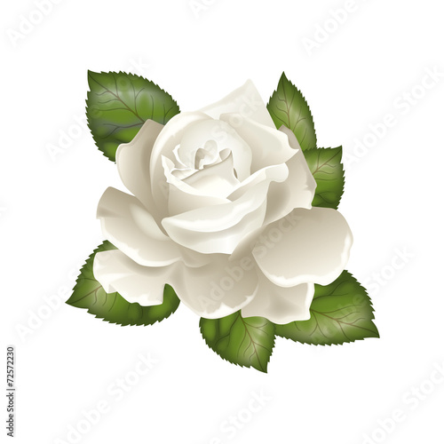 Rosa bianca