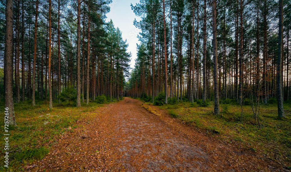 Obraz premium Trail for recreation during evening in the woods